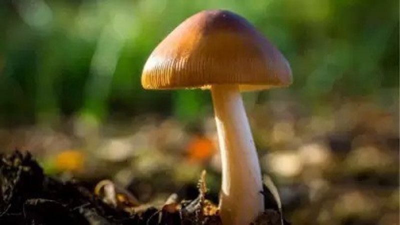Chalisa Mushroom Seed  (55 per packet)
