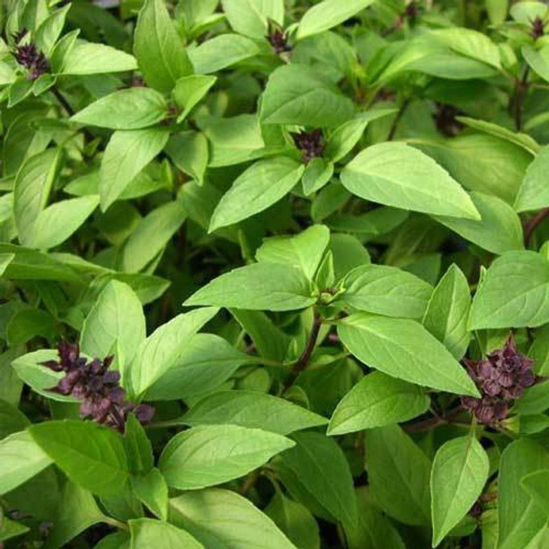 Airex THAI BASIL HERB SEEDS (PACK OF 50 SEEDS X 8 PACKET Seed  (400 per packet)