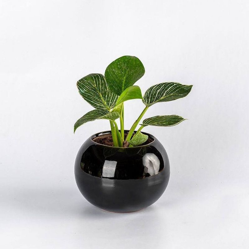Aravalii Philodendron Plant  (Pack of 1)