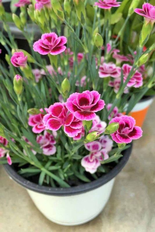 JRYU Dianthus Carnation Mixed Color Seed  (50 per packet)