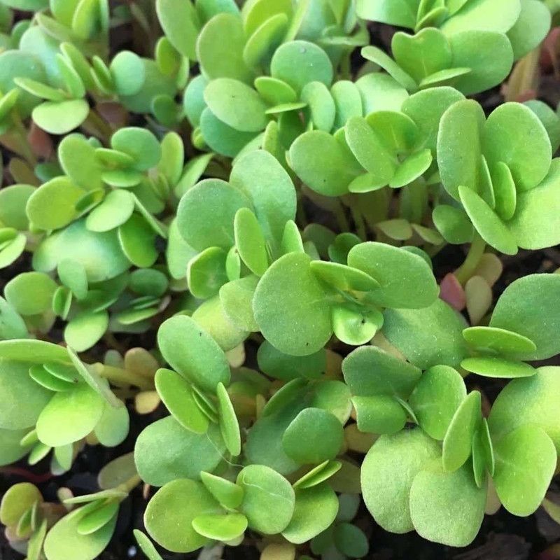 XOLDA Kulfa/Purslane Seed  (52 per packet)