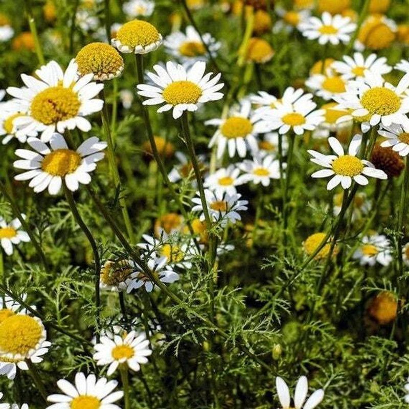 XOLDA Exotic germanchamomile Seed  (21 per packet)