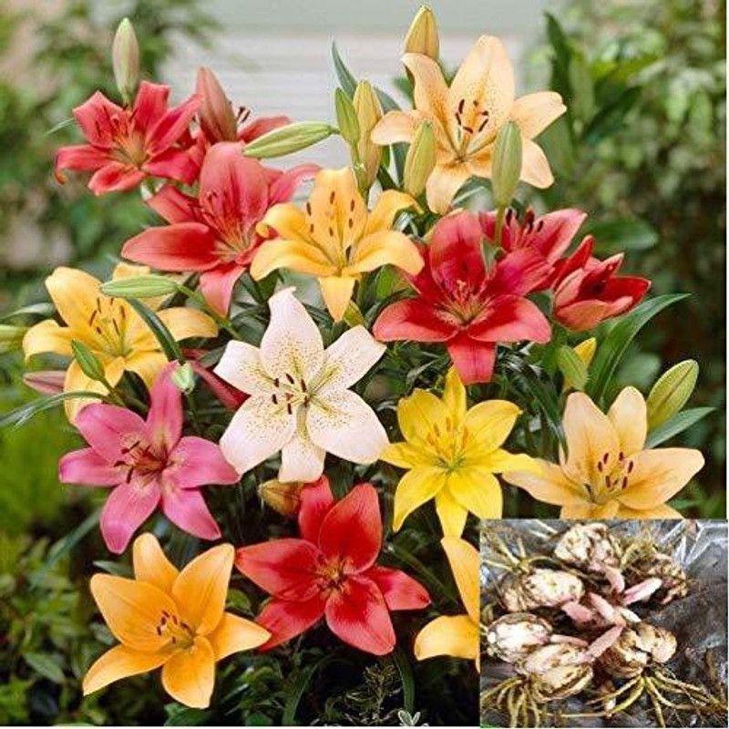 FERNSFLY® IMP. Asiatic Lily Fluorescent Flower Bulbs Winter Flower Home Garden Planting Bulbs Terrace Balcony (Pack of 2 The Multi Mix Asiatic Lily) Seed  (2 per packet)