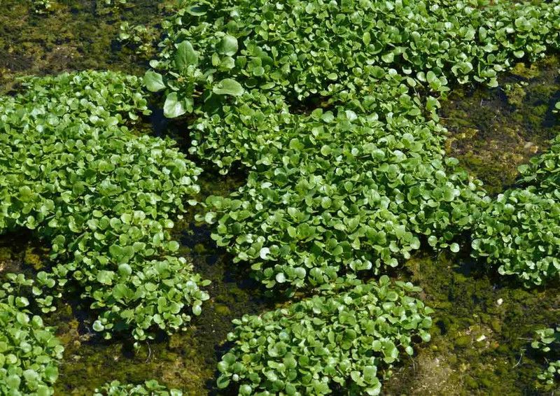XOLDA Organic water cress herb Seed  (31 per packet)