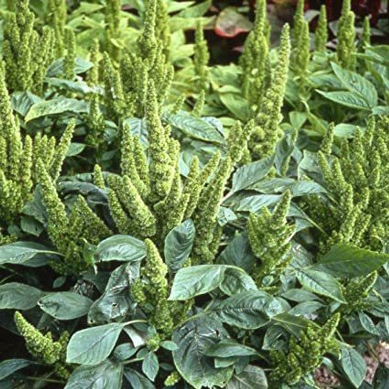 Mozette Amaranthus Seed  (40 per packet)