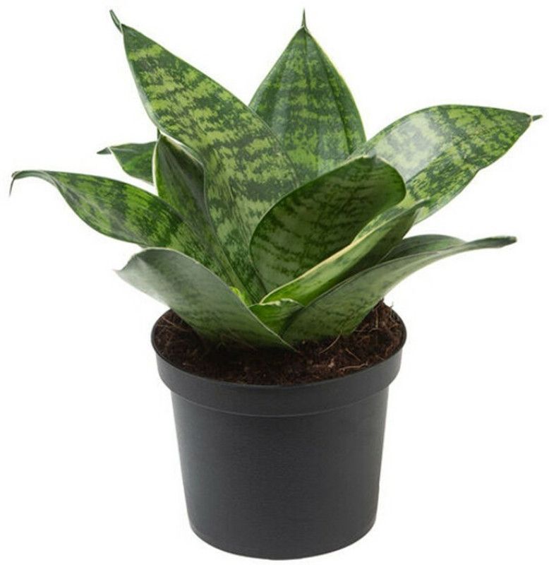 Sumang Green Land Snake Plant  (Pack of 1)