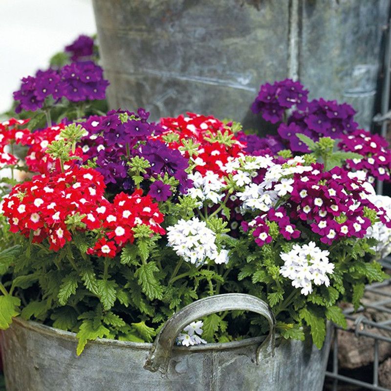 XOLDA Verbena Mixed Seed  (13 per packet)