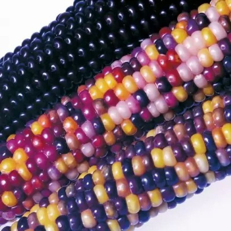 Aro Rainbow Corn, Corn Seed  (21 per packet)