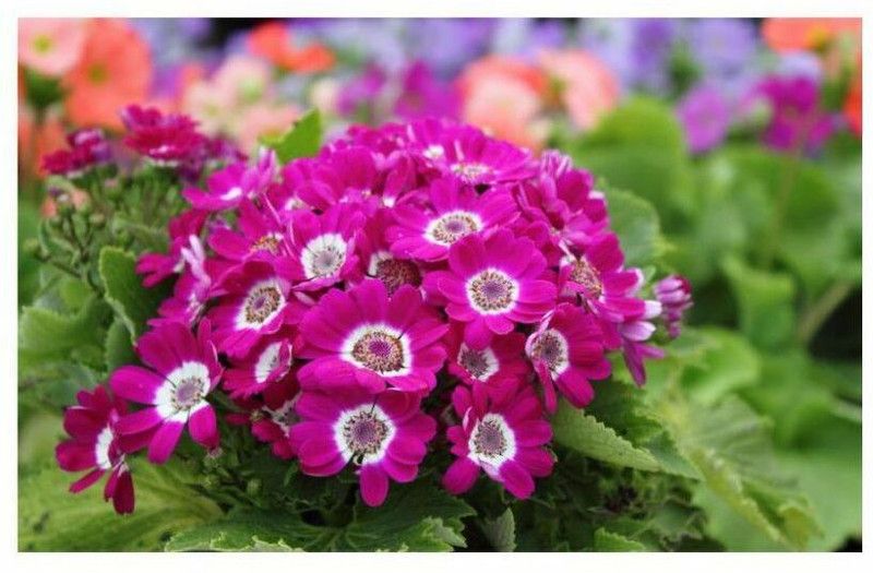 Nodoc Exotic cineraria Seed  (33 per packet)