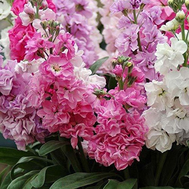 CYBEXIS Stock Flower Seeds Seed  (50 per packet)