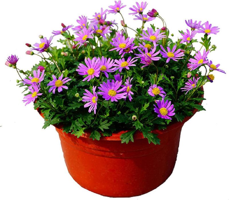 CYBEXIS Easy Living Plant Chrysanthemum Seed,Purple Seed  (25 per packet)