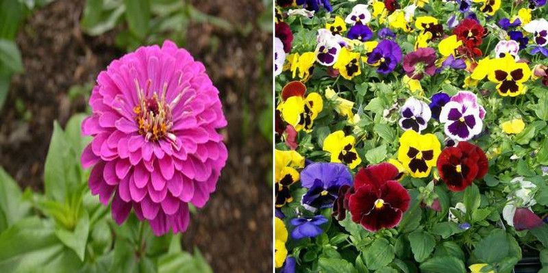 xcentax Pansy Viola Mixed winter, Purple zinnia summer Seed  (20 per packet)