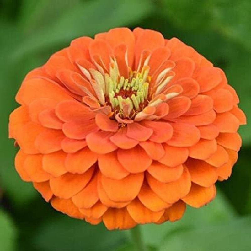 CYBEXIS Zinnia Orange King Colors Flower Seed Seed  (1 g)