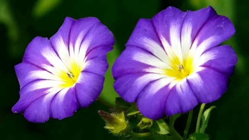 CYBEXIS Flower Seeds | Morning Glory Mixed Color Creeper Flower Plant Seeds Seed  (50 per packet)