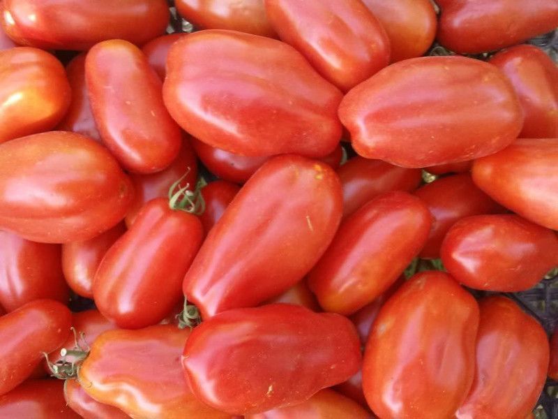 WILLVINE KGF -1040 San Marzano Tomato Seeds Seed  (200 per packet)