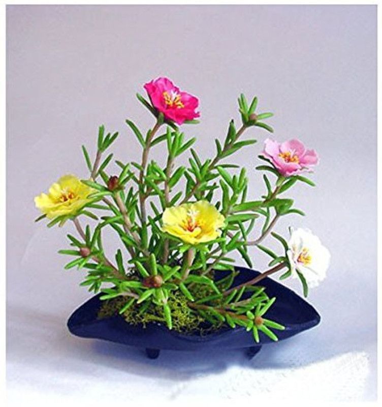 CYBEXIS Portulaca Grandiflora Double Mix Flower Seeds of Summer Garden Seed  (50 per packet)