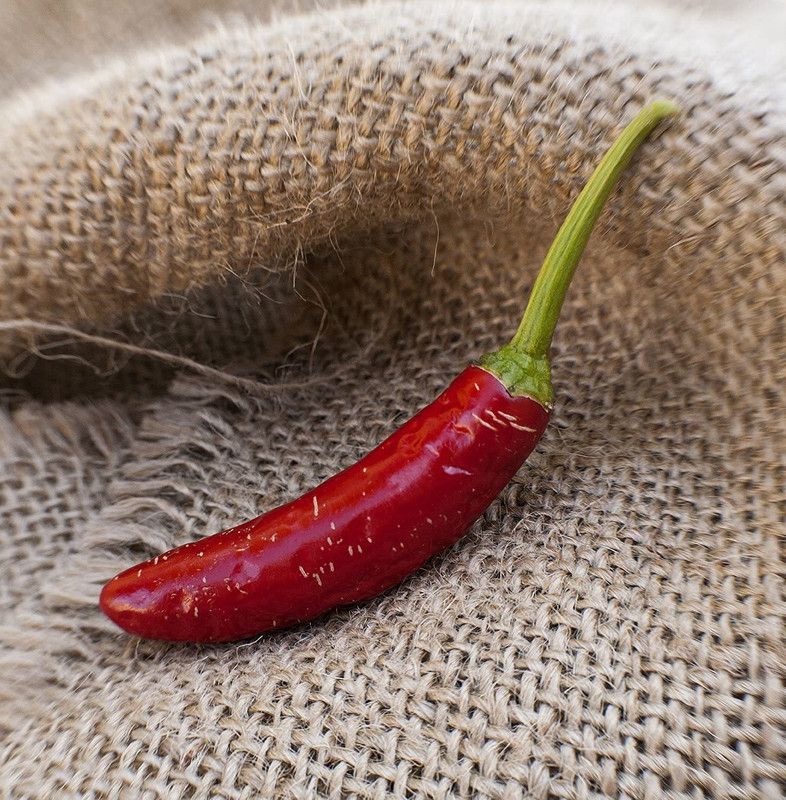 WILLVINE VXI-961 Serrano Heirloom Chili Pepper Seed Seed  (200 per packet)