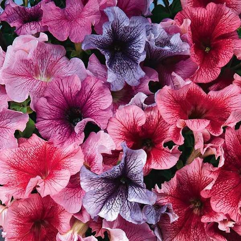 Paudha Petunia Seed  (51 per packet)