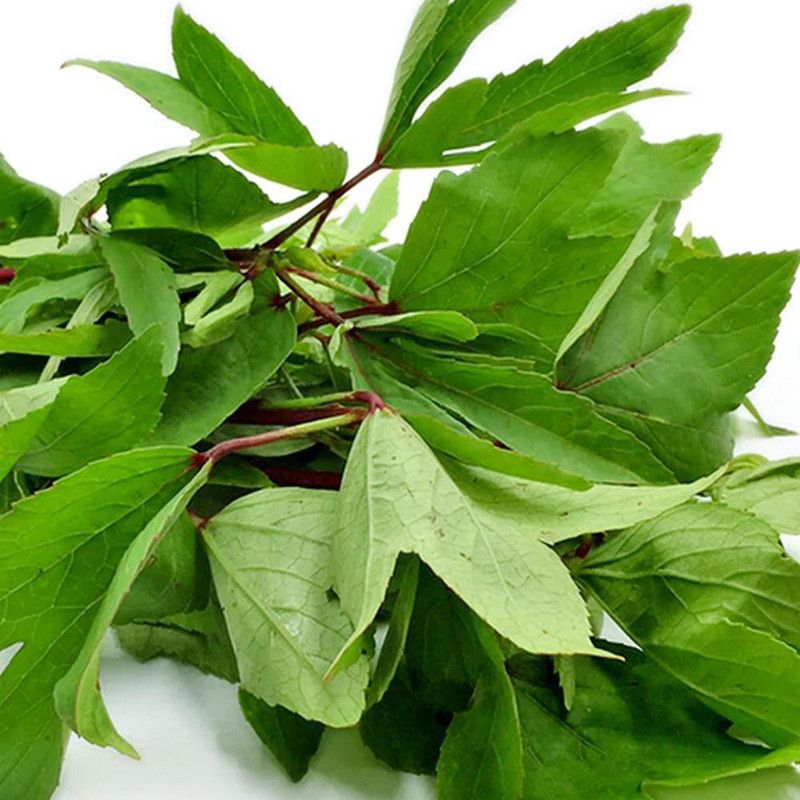 Paudha Ambada/Gongura Seed  (40 per packet)