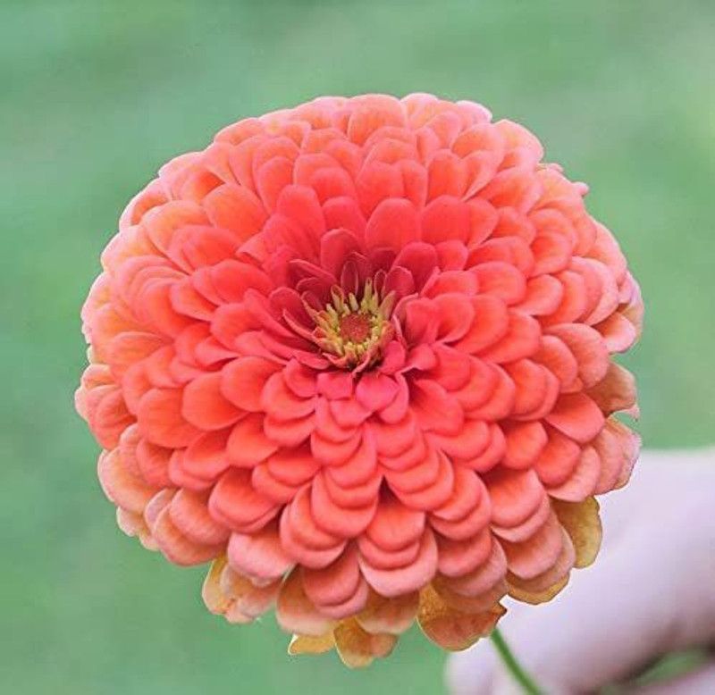 CYBEXIS Coral Beauty Zinnia Seeds Seed  (1 g)