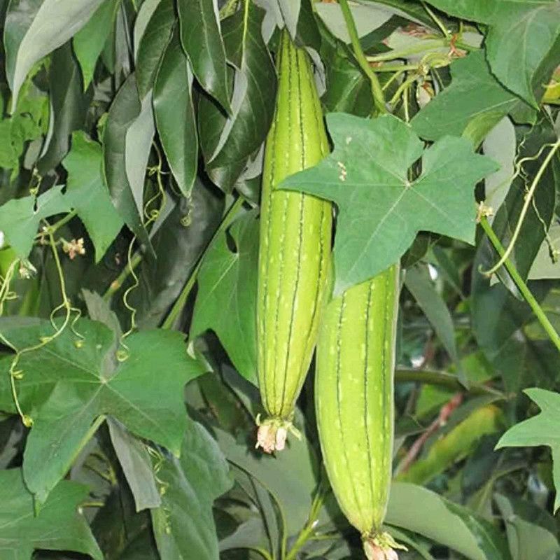 CYBEXIS Hybrid Ridge Gourd Seeds-100 Seeds Seed  (100 per packet)