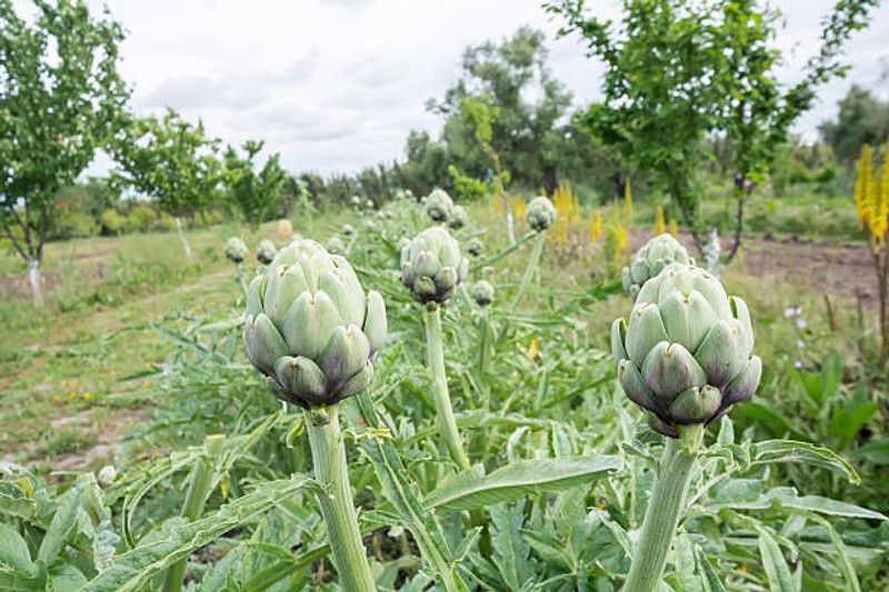 Gromax India Artichoke Herb Plant Seed Best Quality For Home Gardening Seed  (40 per packet)