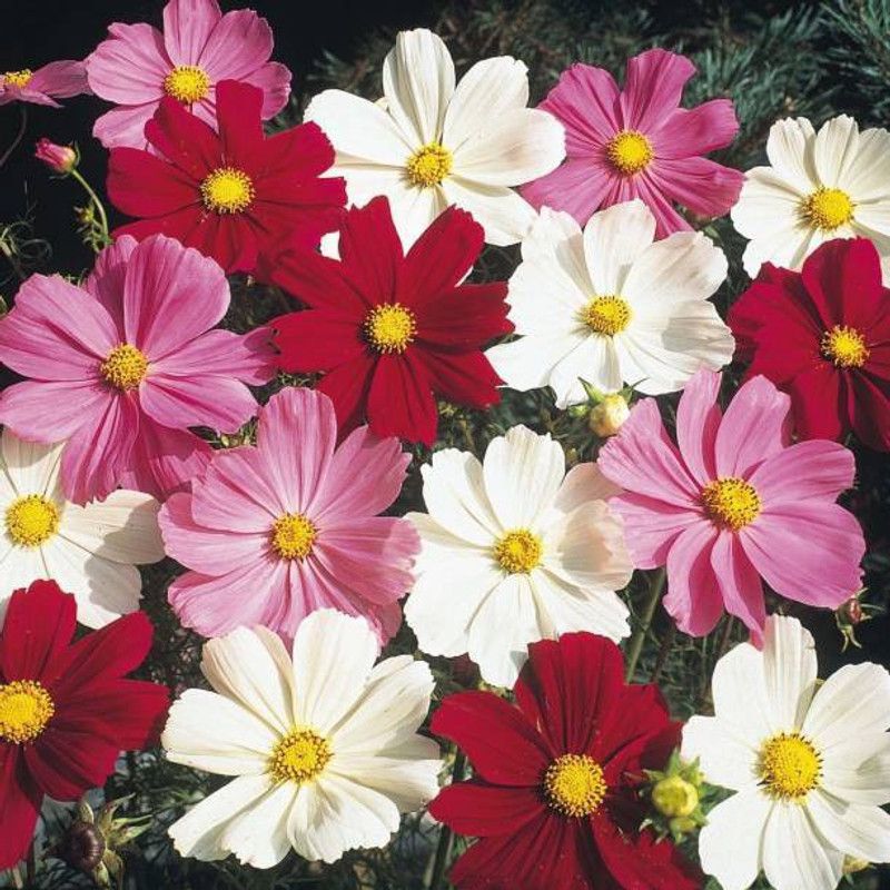 Aro Cormos Seed  (35 per packet)