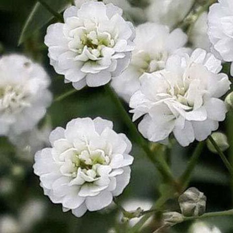 CYBEXIS F1 Hybrid Gypsophila Flower Seeds Seed  (50 per packet)