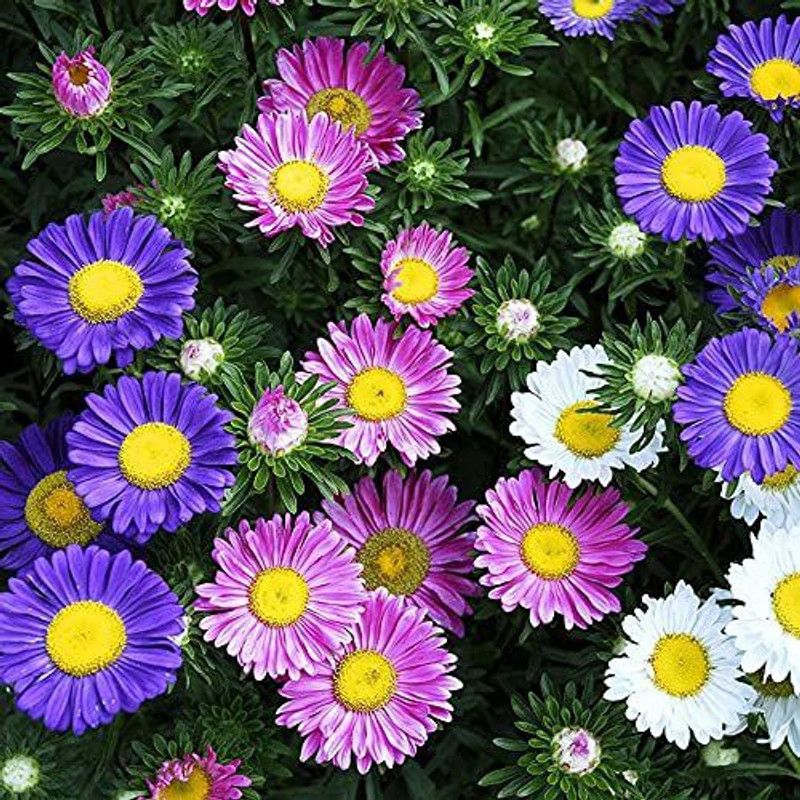 KANAYA Aster ‘Mix’ F1 Hybrid Flower Seeds for All Season Seed  (100 per packet)