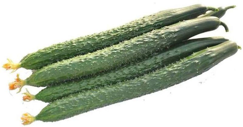 Qualtivate ® Sweet Cucumber Seeds Seed  (500 per packet)