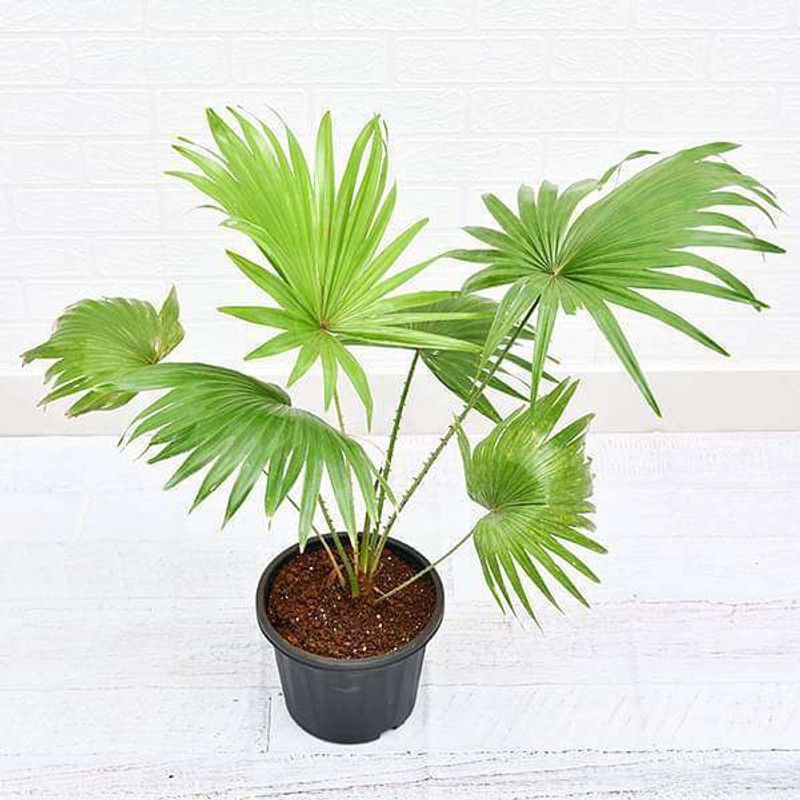 Sumang Green Land Areca Plam  (Pack of 1)