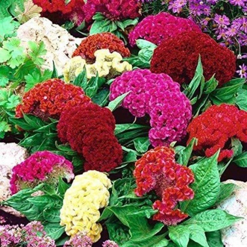 XOLDA Cockscomb mix Seed  (76 per packet)