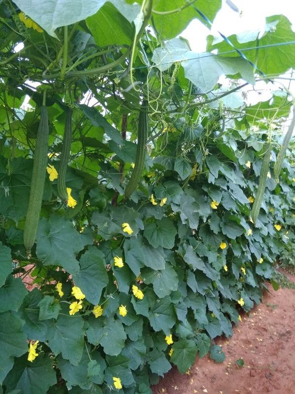 XOLDA Ridge gourd Seed  (43 per packet)