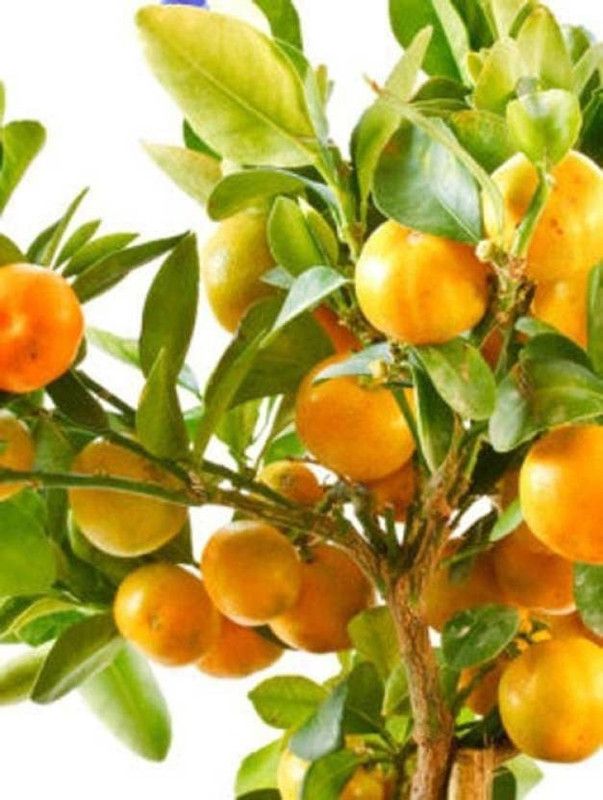 KANAYA Orange Seed  (40 per packet)