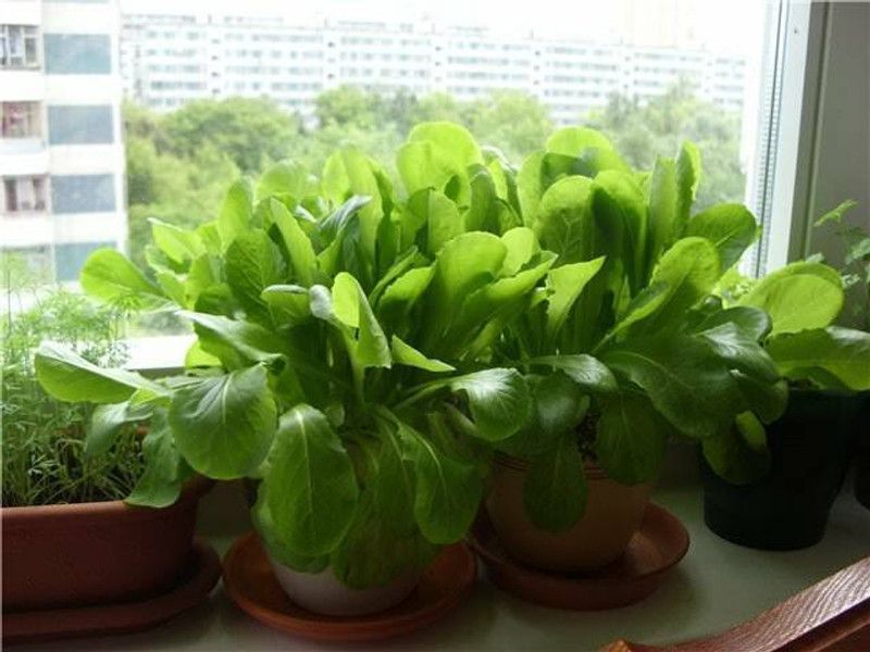 Nodoc Palak Vegetable Seed  (25 per packet)