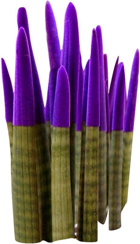 Futaba Rainbow Sansevieria Tiger Strip - Purple - 100 Pcs Seed  (100 per packet)