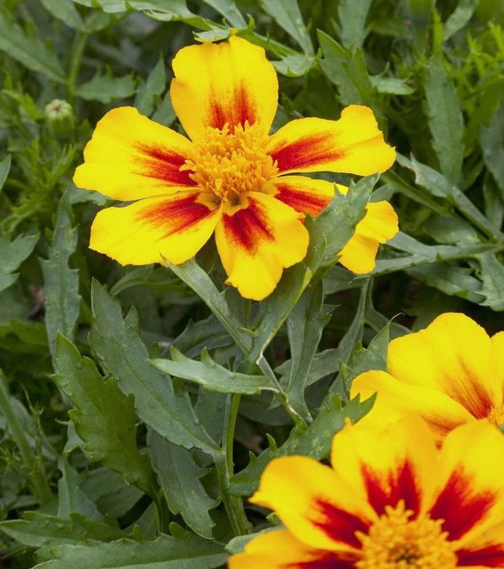 VibeX Marigold Seed  (80 per packet)