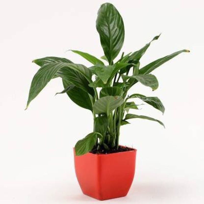 Unique garden Peace Lily Plant  (Hybrid, Pack of 1)