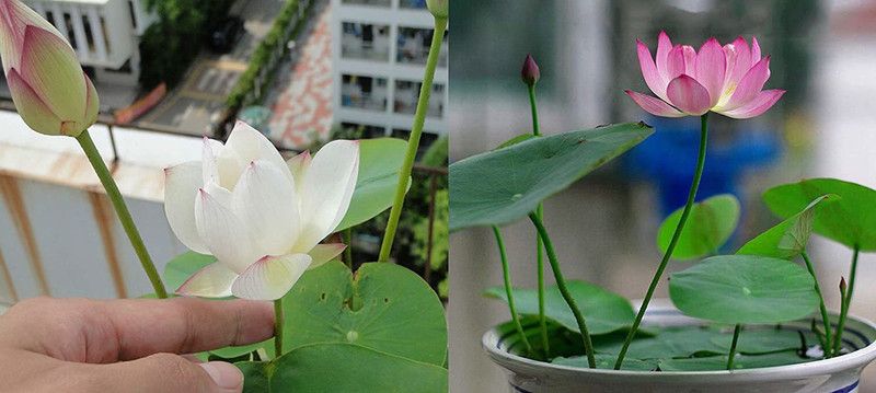 VibeX ™ XII-105 Pond Plants Water Lilies Aquatic Plants-Bareroot Seed  (15 per packet)
