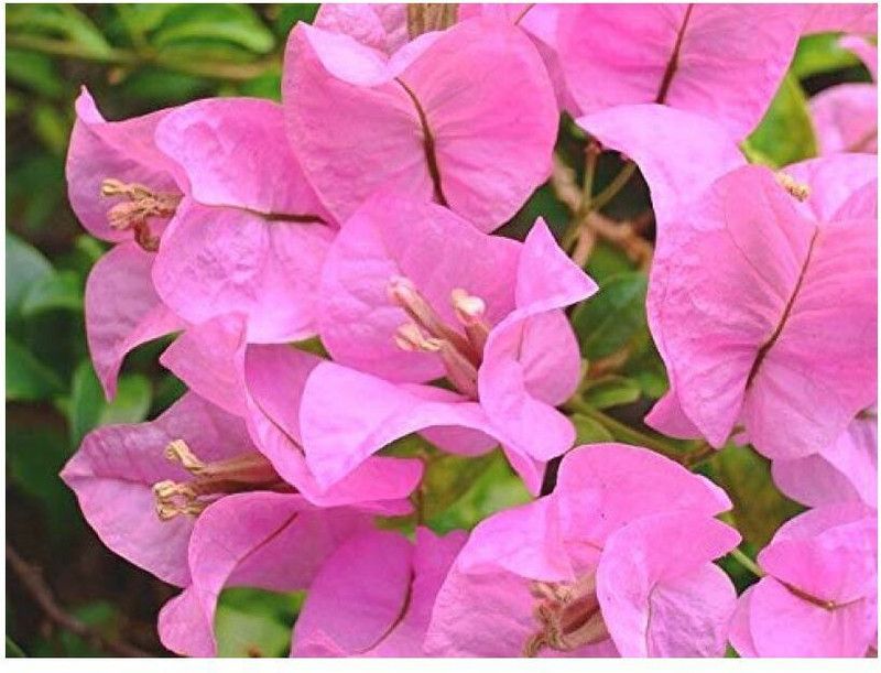 planthouse Baugainvillea Plant  (Hybrid, Pack of 1)