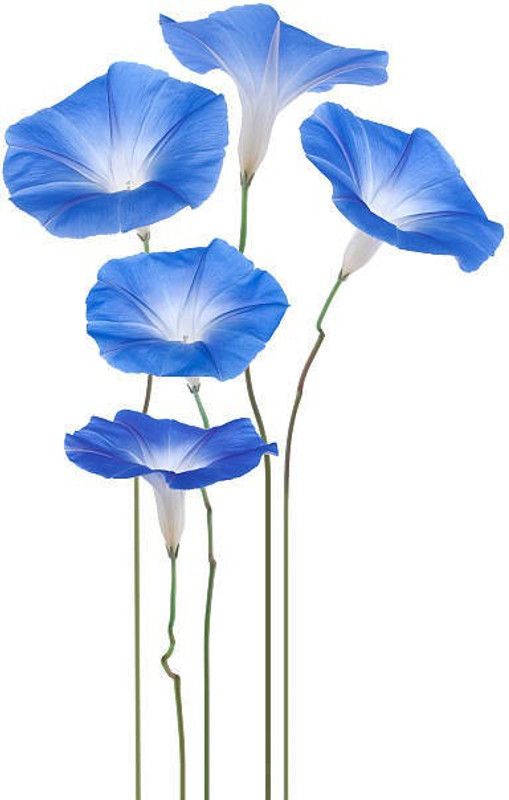 Splorias Morning glory Flower Seed  (10 per packet)