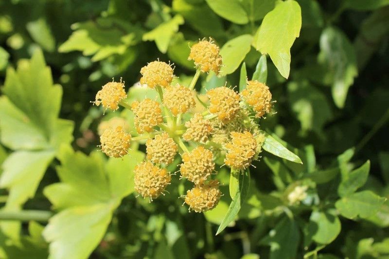 VibeX ® RXI-34 Lovage Seeds(Levisticum officinale) Seed  (500 per packet)