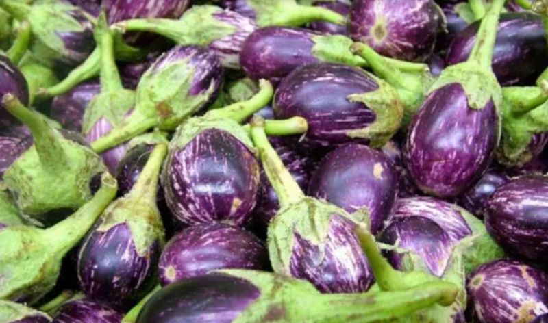 Paudha Brinjal plant Seed  (31 per packet)