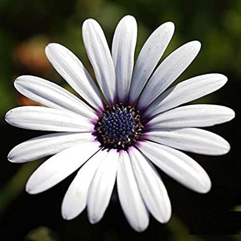 Mozette Dimorphotica white Seed  (70 per packet)