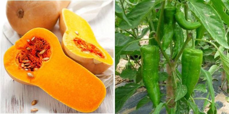 xcentax Chilli F1 Corno DI Torro (Hybrid), SQUASH WALTHAM BUTTER NUT Seed  (20 per packet)