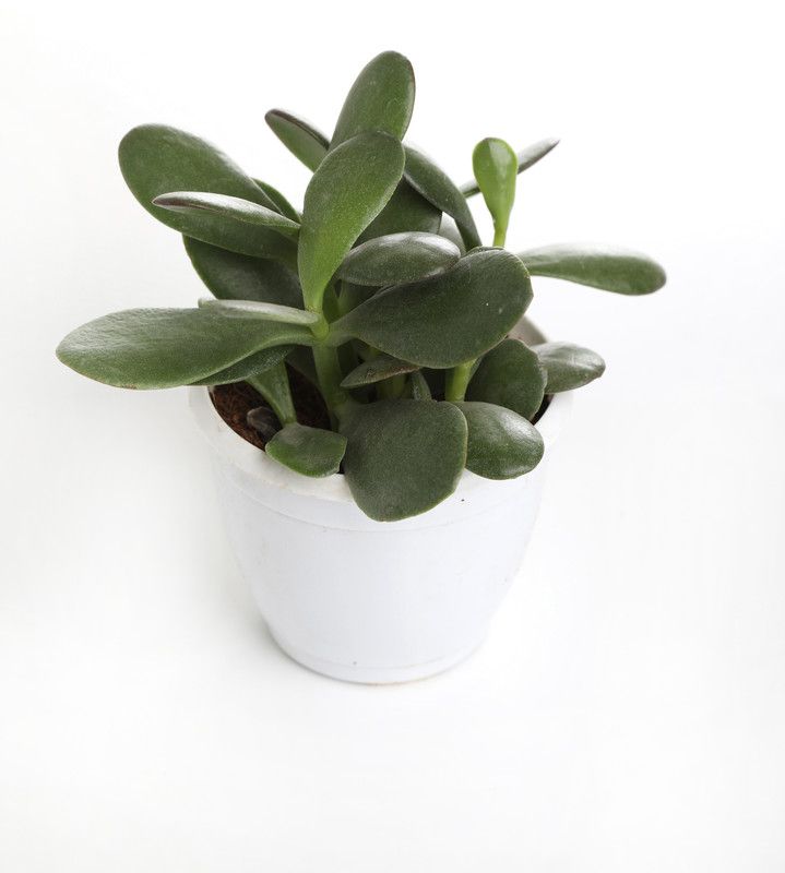 Indian Flora Crassula Plant  (Pack of 1)