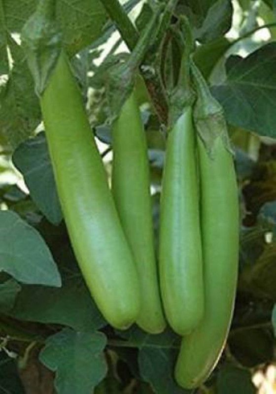 PREMIER PLANTS Brinjal Seed(440 Seeds) Seed  (440 per packet)