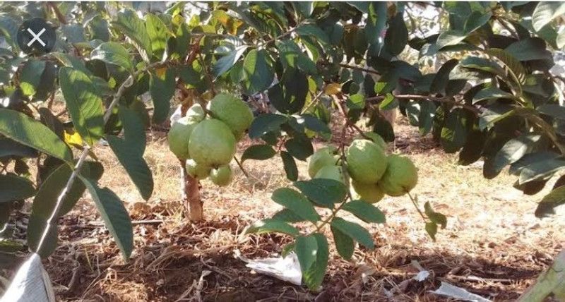 KB NURSERY Guava Plant  (Hybrid, Pack of 1)