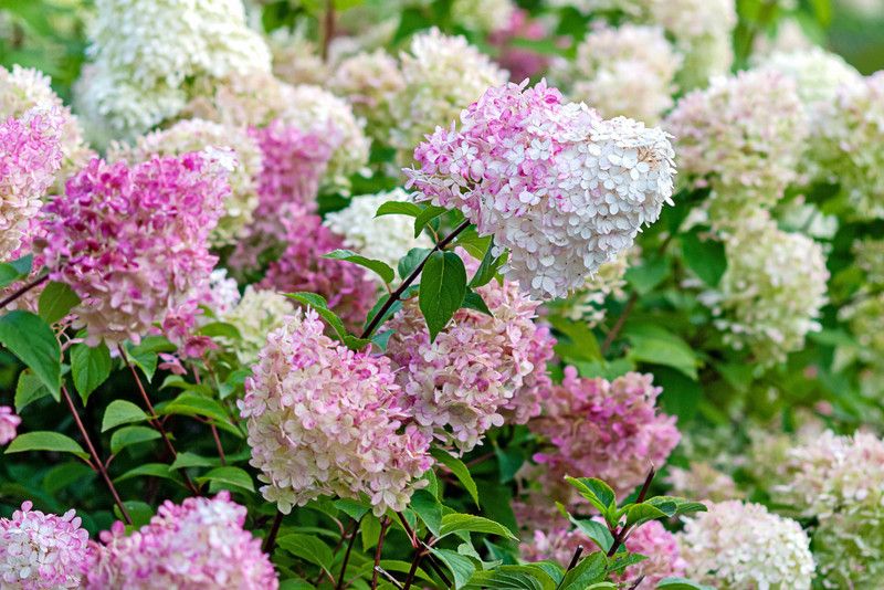 My Dream Nursery Hydrangea Plant  (Hybrid, Pack of 1)