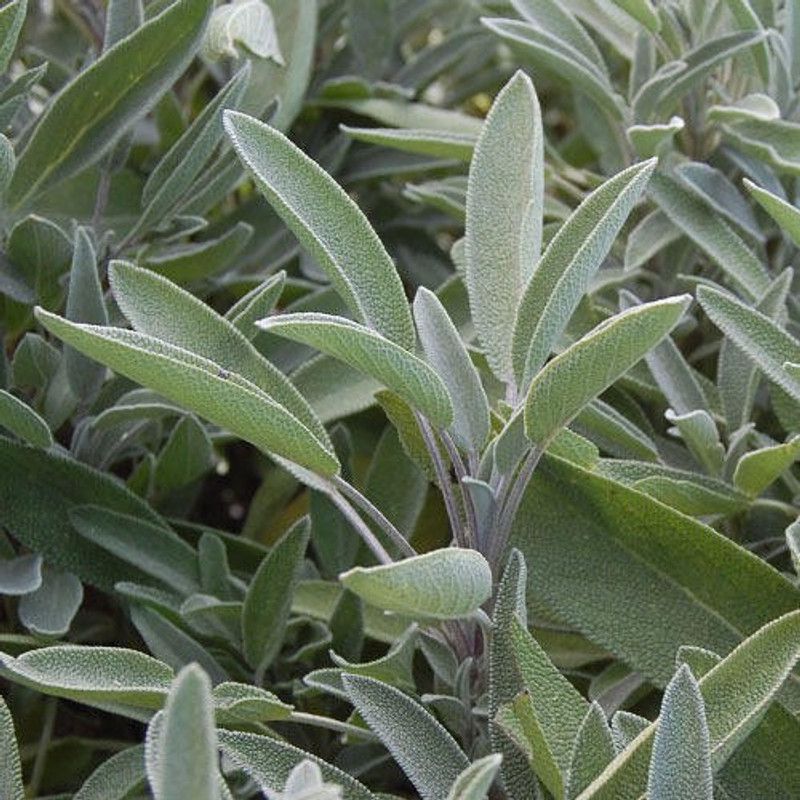 Nodoc Sage Leaves Seed  (23 per packet)